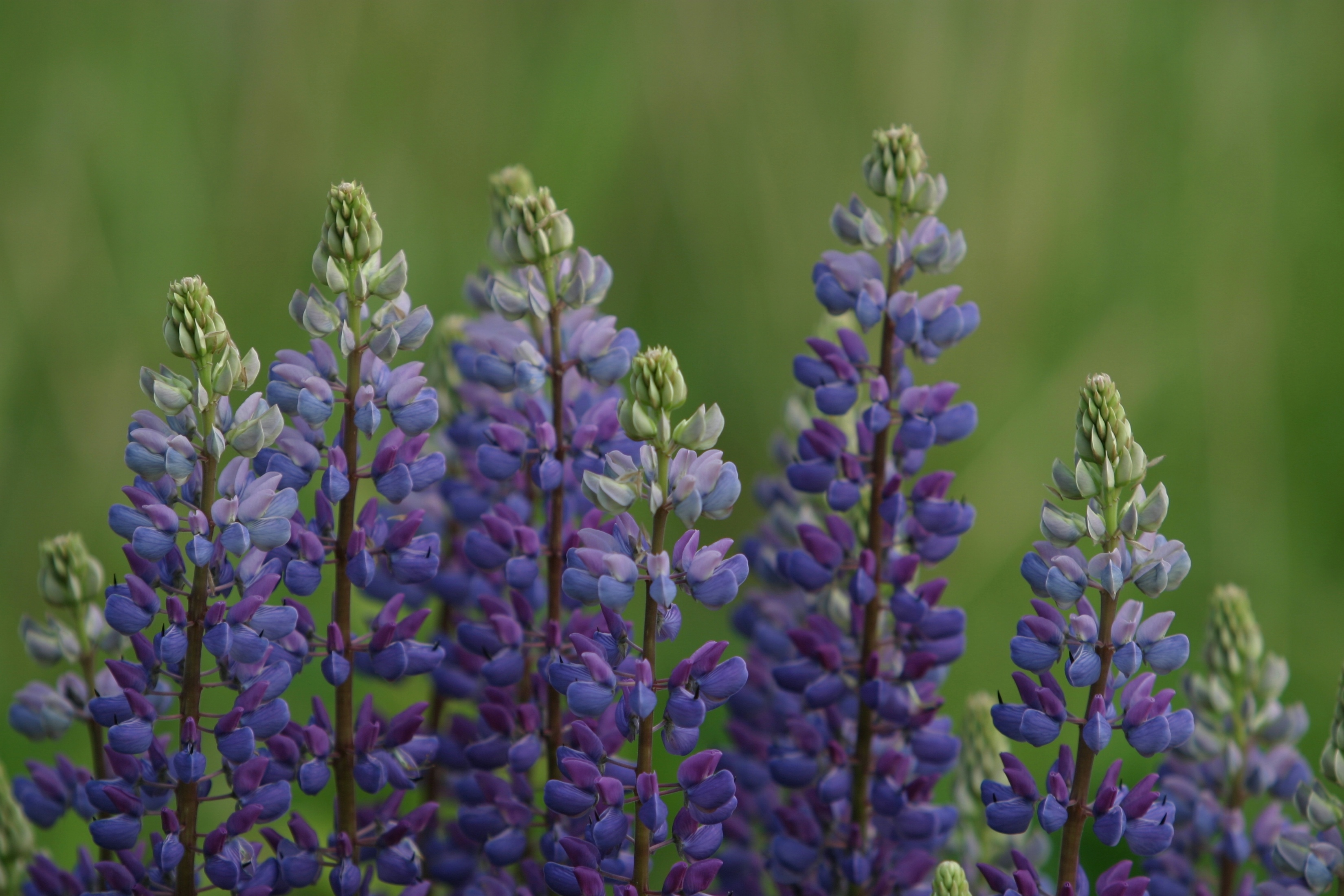 Are Lupins Poisonous To Cats And Dogs